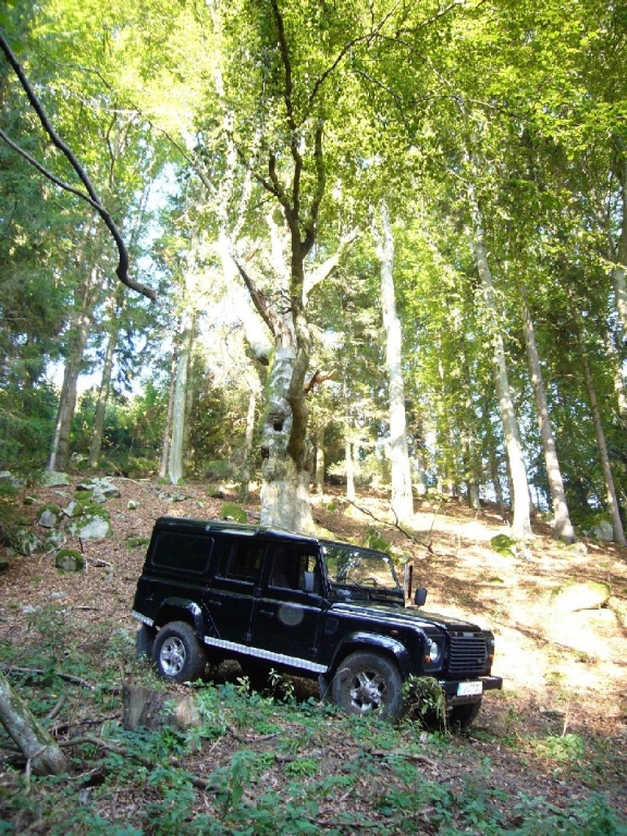 Defender BJ 2004 steht unter einer 150 Jahre alten Buche