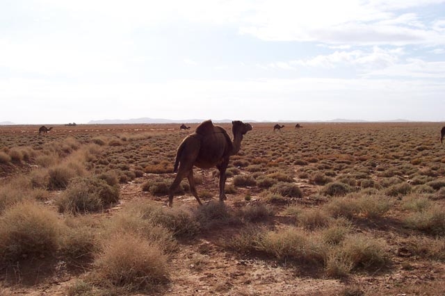 camel-trophy ;-)